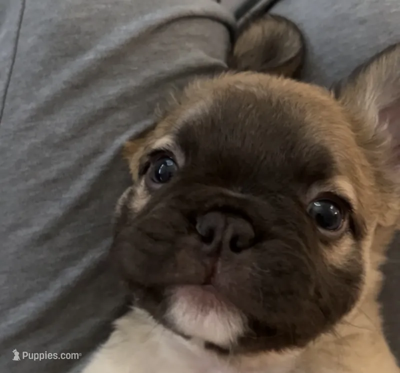 Ric – French Bulldog puppy for sale in Mesa, AZ