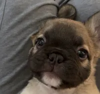 Ric, a male French Bulldog for sale in Mesa, AZ – 1 of 7