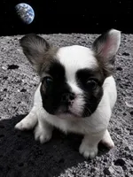 Penny, a male French Bulldog for sale in Phoenix, AZ – 1 of 4