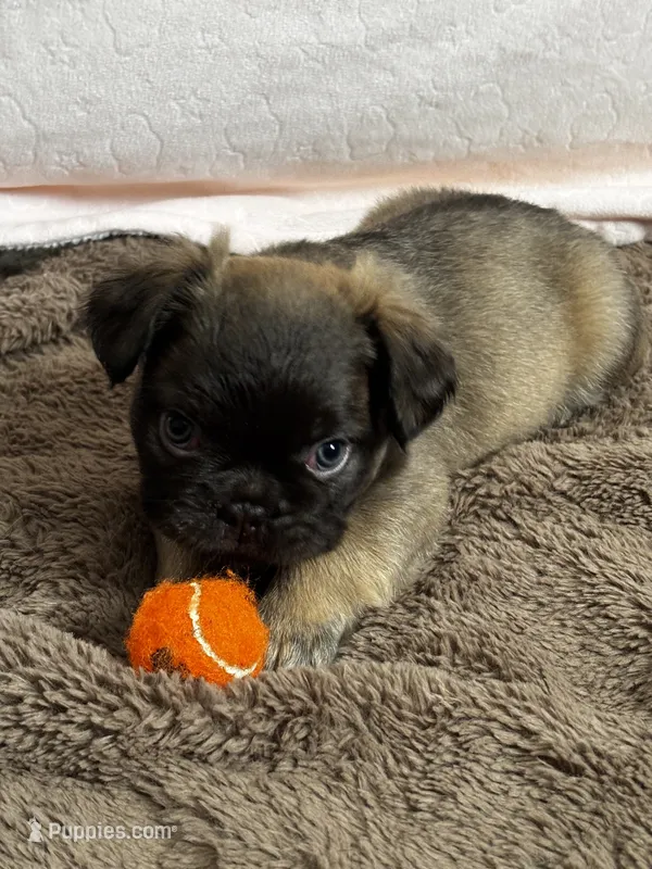 Fae – French Bulldog puppy for sale in Mesa, AZ