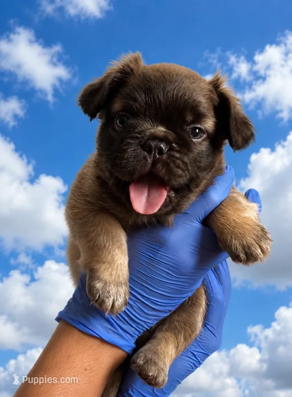 Fae – French Bulldog puppy on hold in Phoenix, AZ