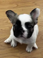 Penny, a male French Bulldog for sale in Mesa, AZ – 1 of 2
