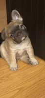 Ric, a male French Bulldog for sale in Mesa, AZ – 6 of 7