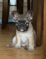 Ric, a male French Bulldog for sale in Mesa, AZ – 2 of 7