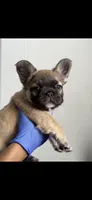 Ric, a male French Bulldog for sale in Mesa, AZ – 4 of 7