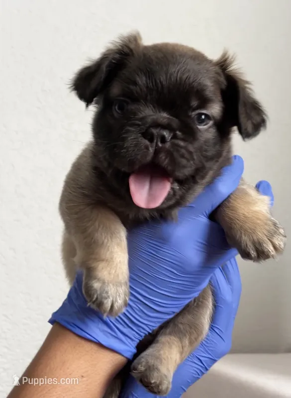 Fae – French Bulldog puppy for sale in Mesa, AZ