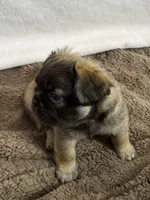 Fae, a male French Bulldog for sale in Mesa, AZ – 4 of 5