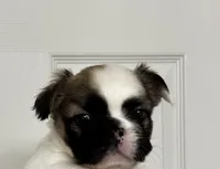 Penny, a male French Bulldog for sale in Phoenix, AZ – 2 of 4