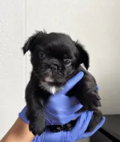 Toni, a male French Bulldog for sale in Mesa, AZ – 1 of 4