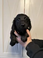 One female, two male Chiweeney puppies, a male Chiweenie for sale in Bedford, VA – 2 of 2