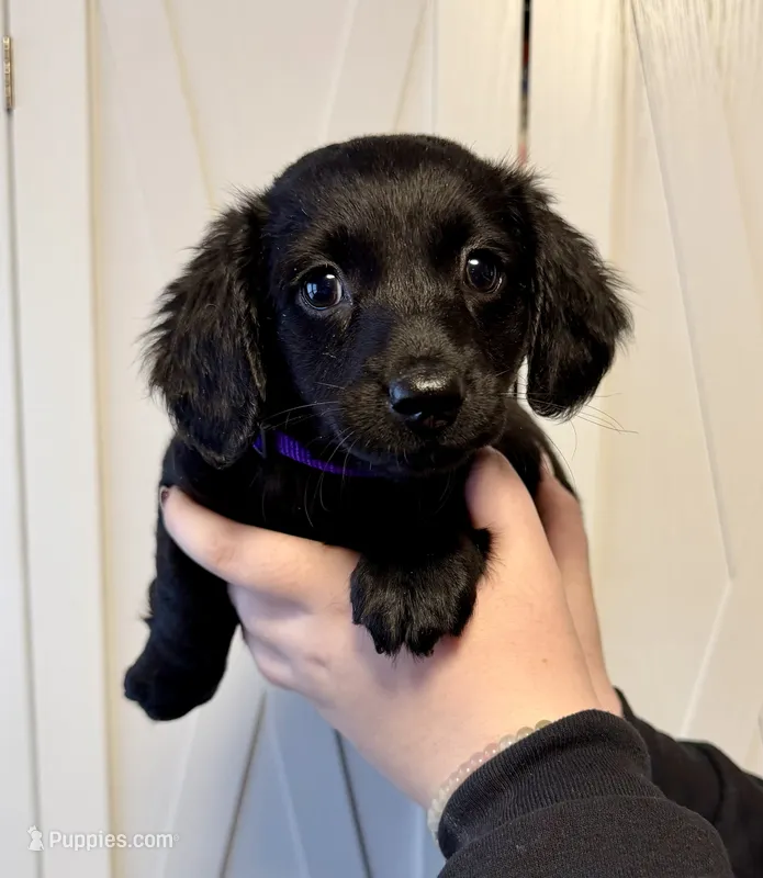 One female, two male Chiweeney puppies – Chiweenie puppy for sale in Bedford, VA