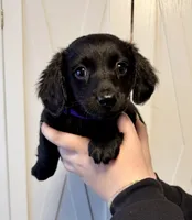 One female, two male Chiweeney puppies, a male Chiweenie for sale in Bedford, VA – 1 of 2