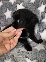 AKC Midnight, a female Chihuahua for sale in Corpus Christi, TX – 1 of 6