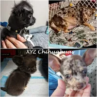 AKC Midnight, a female Chihuahua for sale in Corpus Christi, TX – 6 of 6