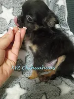 AKC Sully, a male Chihuahua for sale in Corpus Christi, TX – 2 of 6