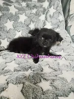 AKC Midnight, a female Chihuahua for sale in Corpus Christi, TX – 2 of 6