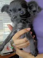 AKC Midnight, a female Chihuahua for sale in Corpus Christi, TX – 3 of 10