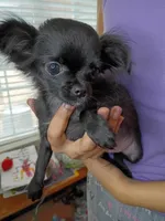 AKC Midnight, a female Chihuahua for sale in Corpus Christi, TX – 4 of 10