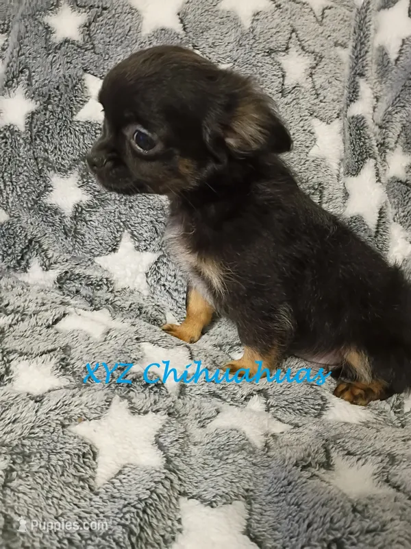 AKC Sully – Chihuahua puppy for sale in Corpus Christi, TX