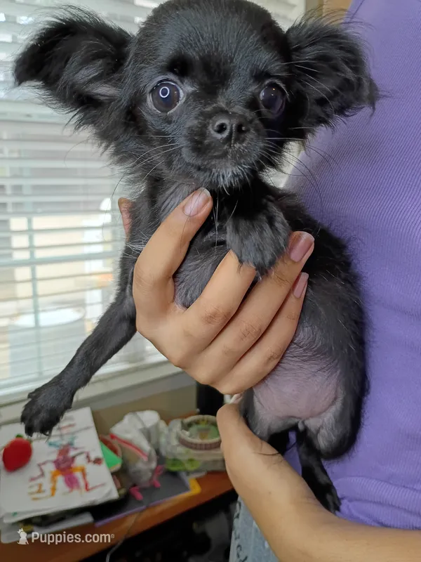 AKC Midnight – Chihuahua puppy for sale in Corpus Christi, TX