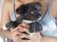 AKC Blossom, a female Chihuahua for sale in Corpus Christi, TX – 7 of 8