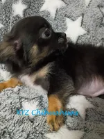 AKC Sully, a male Chihuahua for sale in Corpus Christi, TX – 5 of 6