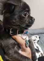 AKC Tye, a male Chihuahua for sale in Corpus Christi, TX – Photo 7 of 7