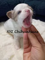 AKC Tye, a male Chihuahua for sale in Corpus Christi, TX – Photo 2 of 7