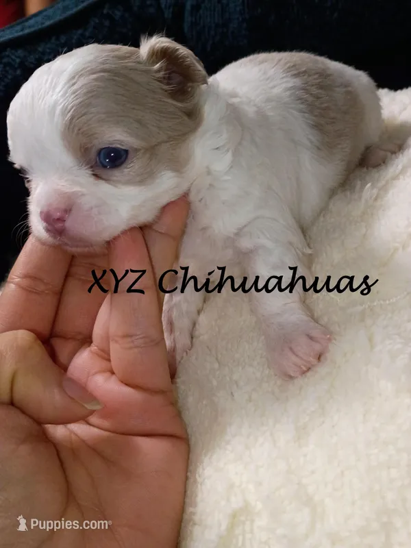 AKC Tye – Chihuahua puppy for sale in Corpus Christi, TX