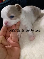 AKC Tye, a male Chihuahua for sale in Corpus Christi, TX – Photo 1 of 7