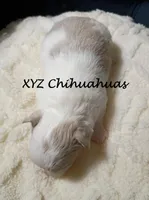 AKC Tye, a male Chihuahua for sale in Corpus Christi, TX – Photo 3 of 7