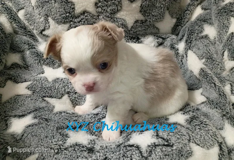 AKC Tye – Chihuahua puppy for sale in Corpus Christi, TX