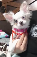 AKC Tye, a male Chihuahua for sale in Corpus Christi, TX – Photo 6 of 7