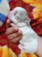 AKC Tye, a male Chihuahua for sale in Corpus Christi, TX – Photo 4 of 7