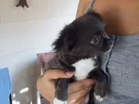 AKC Blossom, a female Chihuahua for sale in Corpus Christi, TX – 2 of 8