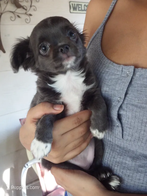 AKC Blossom – Chihuahua puppy for sale in Corpus Christi, TX