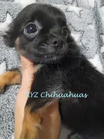 AKC Sully, a male Chihuahua for sale in Corpus Christi, TX – 3 of 6