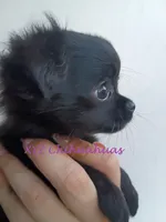 AKC Midnight, a female Chihuahua for sale in Corpus Christi, TX – 5 of 6