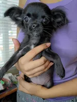 AKC Midnight, a female Chihuahua for sale in Corpus Christi, TX – 2 of 10