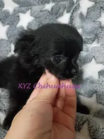 AKC Midnight, a female Chihuahua for sale in Corpus Christi, TX – 4 of 6