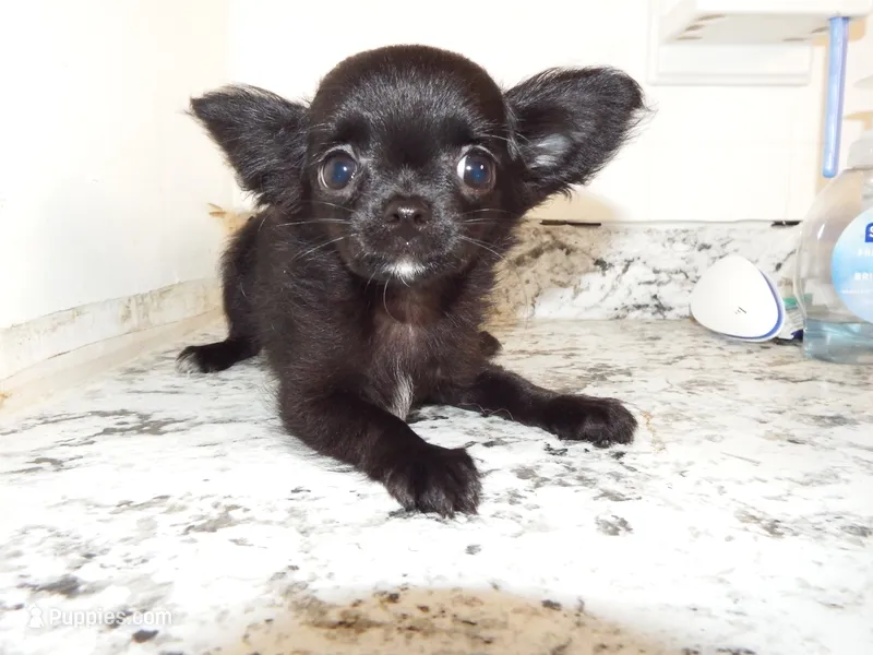 AKC Midnight – Chihuahua puppy for sale in Corpus Christi, TX
