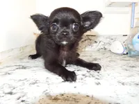 AKC Midnight, a female Chihuahua for sale in Corpus Christi, TX – 7 of 10
