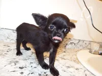 AKC Midnight, a female Chihuahua for sale in Corpus Christi, TX – 6 of 10