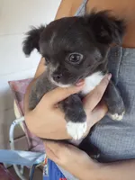AKC Blossom, a female Chihuahua for sale in Corpus Christi, TX – 3 of 8