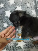 AKC Sully, a male Chihuahua for sale in Corpus Christi, TX – 4 of 6