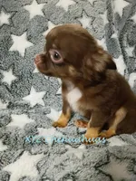 AKC Coco Puff, a male Chihuahua for sale in Corpus Christi, TX – 2 of 4