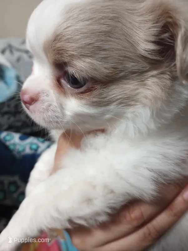 AKC Tye – Chihuahua puppy for sale in Corpus Christi, TX