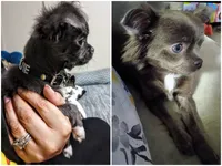 AKC Blossom, a female Chihuahua for sale in Corpus Christi, TX – 8 of 8