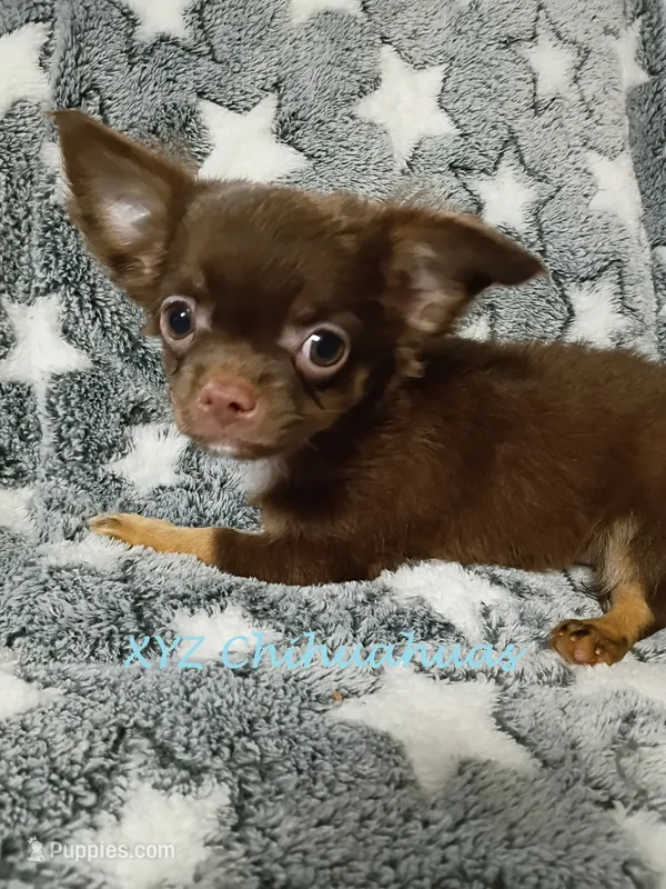 AKC Coco Puff – Chihuahua puppy for sale in Corpus Christi, TX