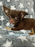 AKC Coco Puff, a male Chihuahua for sale in Corpus Christi, TX – 1 of 4